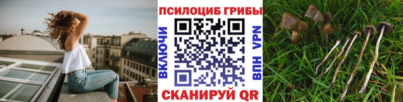 mega   Власиха  Галлюциногенные грибы Psilocybe 